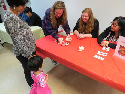 Serena Ranney, Diana Bergstrom, and Valerie Ebbay explain the different skull types.